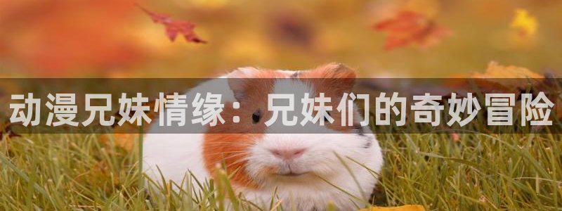 av动漫天堂：动漫兄妹情缘：兄妹们的奇妙冒险